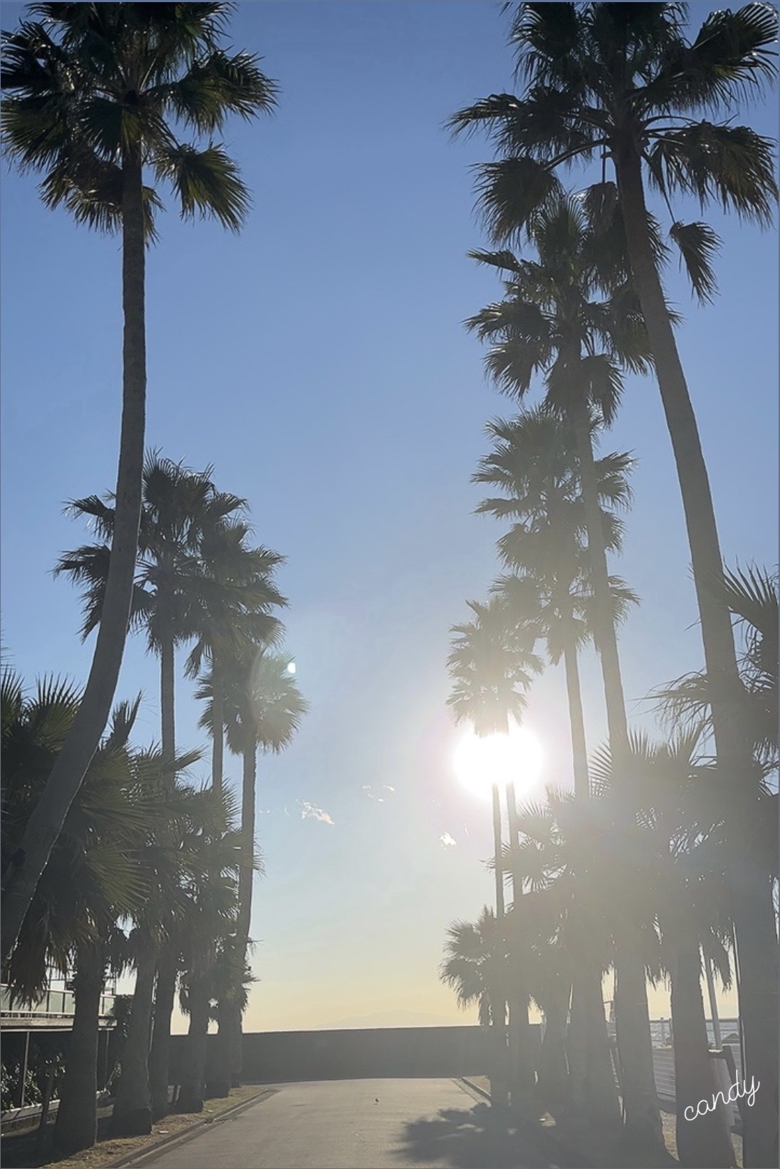 逗子マリーナ海辺ヤシの木+夕日